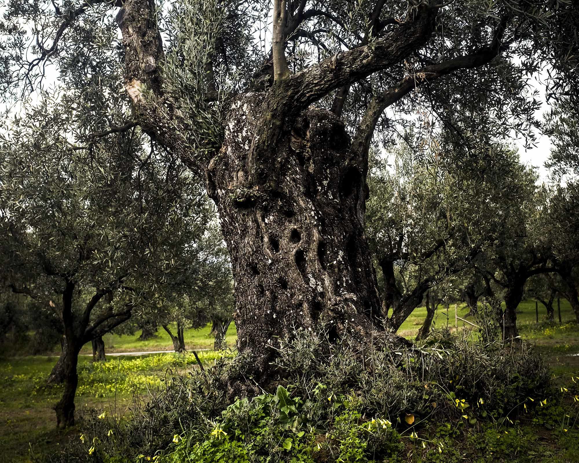 il nostro olio